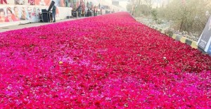 प्रियंका गान्धीको स्वागतमा २ किमी लामो गुलाबको सडक