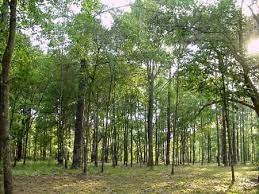 जिलु सामुदायिक वनमा पाण्डव पार्क निर्माण