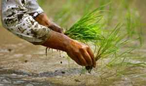 सिँचाइ सुविधा नहुँदा दाङमा अहिलेसम्म १३ प्रतिशत मात्र धान रोपाइँ