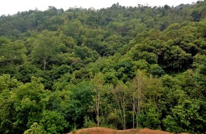 हिले जलजले सामुदायिक वनमा कृत्रिम ताल निर्माण गरिने
