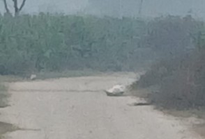 रौतहटको राजपेडामा शंकास्पद वस्तु फेला, स्थानीयमा त्रास फैलियो