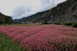 पर्यटकको आकर्षक केन्द्र बन्दै मनाङको फापर खेती