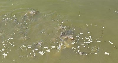 वीरगन्ज महानगरपालिकाको पानी प्रशोधन केन्द्रमा बाख्रा र माछा पालन