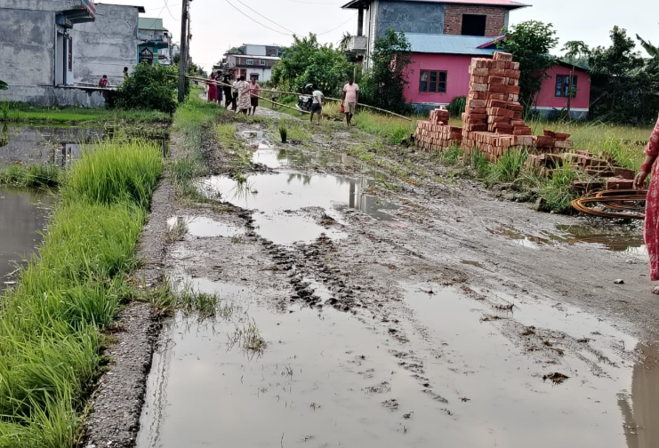 वर्षामा सडकको सास्ती, स्थानीयले गरे सडकमै रोपाईं