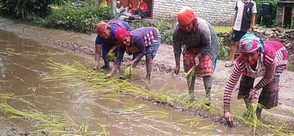 अलपत्र सडकमै रोपाई, ठेकेदार वेपत्ता हुँदा नियमक निकाय मुखदर्शक