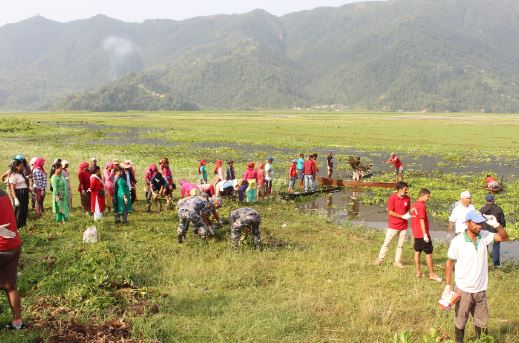 फेवातालबाट जलकुम्भी झार निकालेर सफा गर्दै पर्यटन व्यवसायी