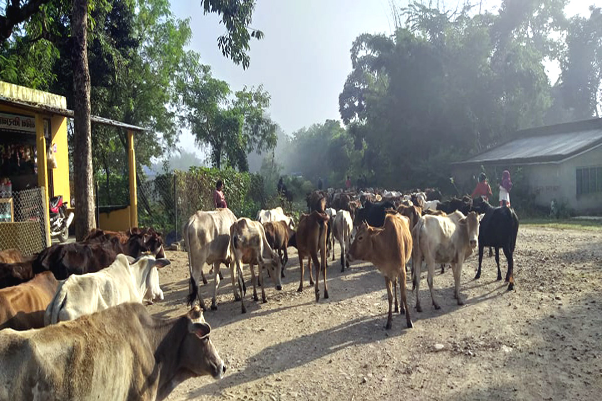 तुलसीपुरको फूलबारीमा २ करोडको लगानीमा गौशाला सञ्चालनमा 