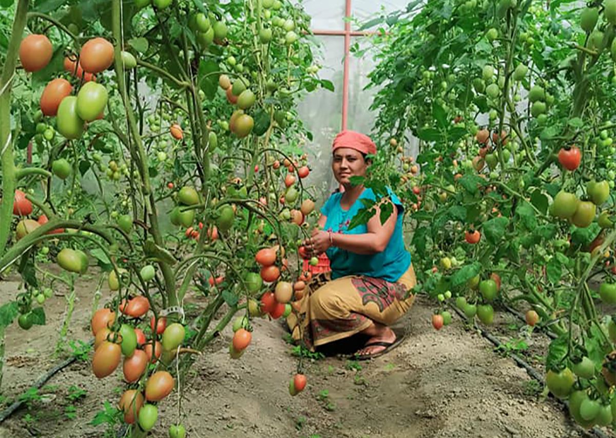 समृद्धिको खोजीमा म्याग्दीका किसान